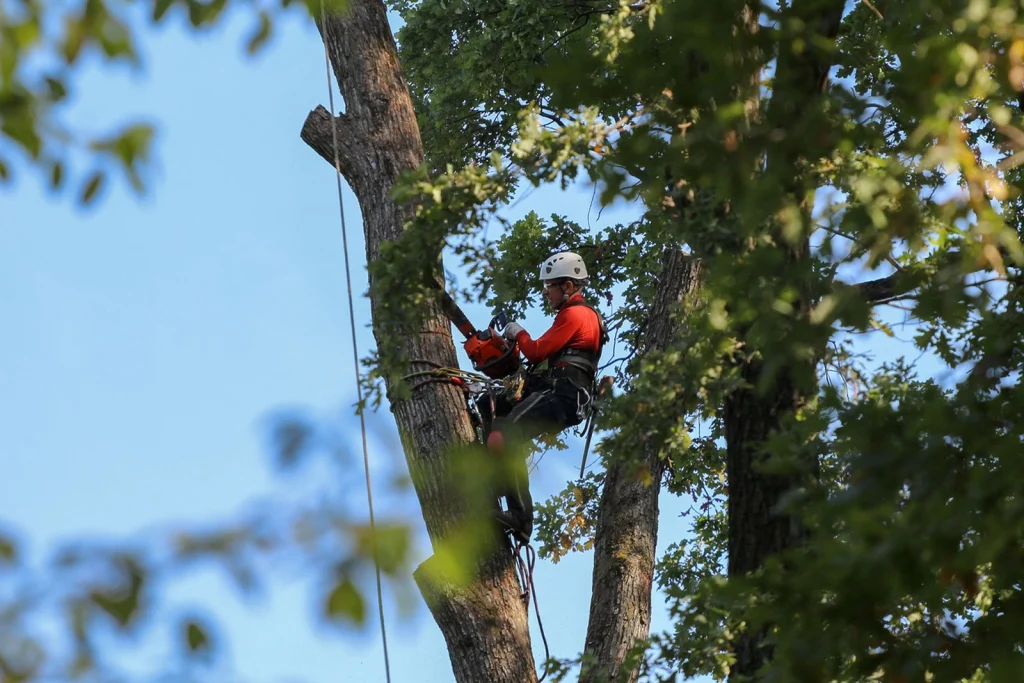 Tree service